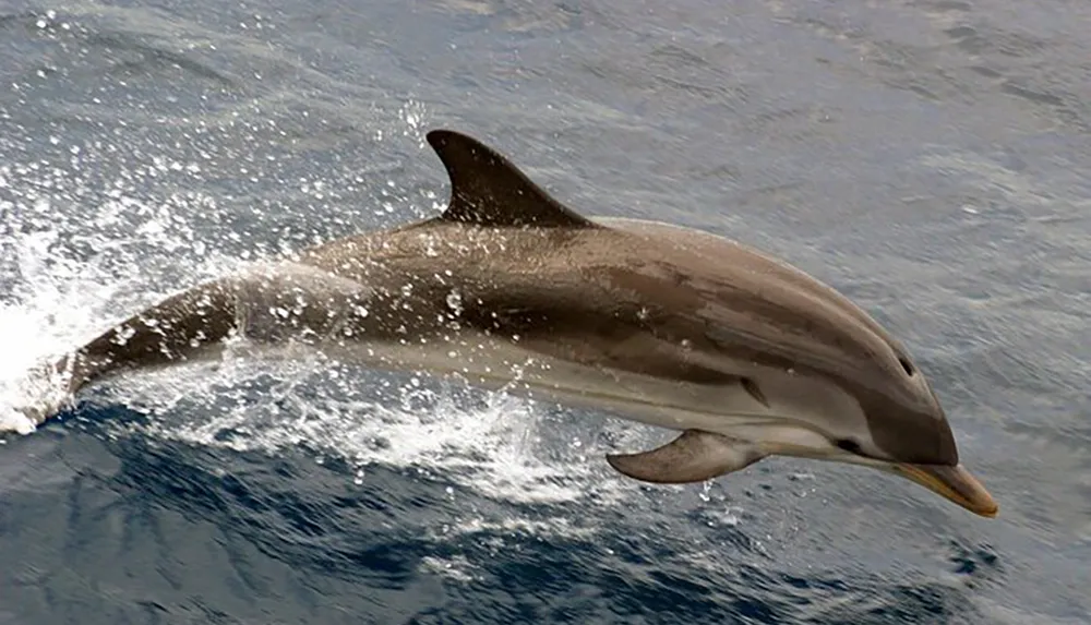 A dolphin is leaping out of the ocean water creating splashes around it