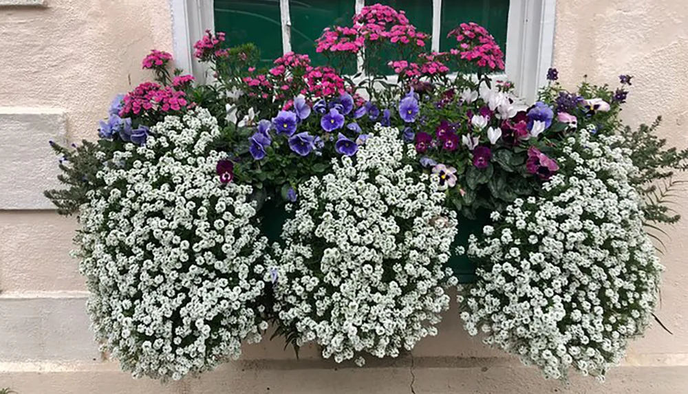 A window adorned with a beautiful arrangement of vibrant pink purple and white flowers spilling over the edge of window boxes against a cream-colored wall