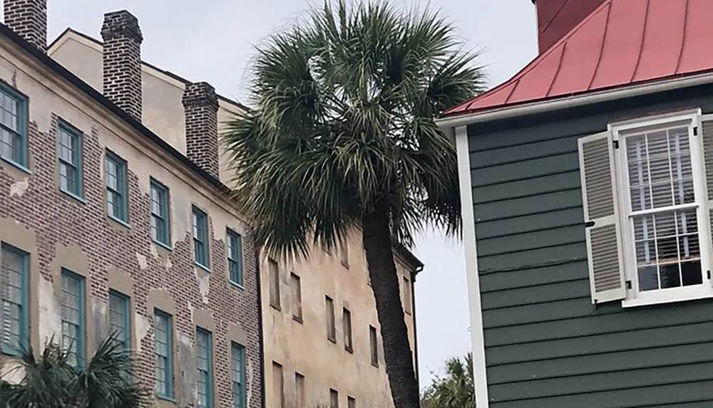 The image shows a palm tree towering between two traditional buildings with a clear sky in the background