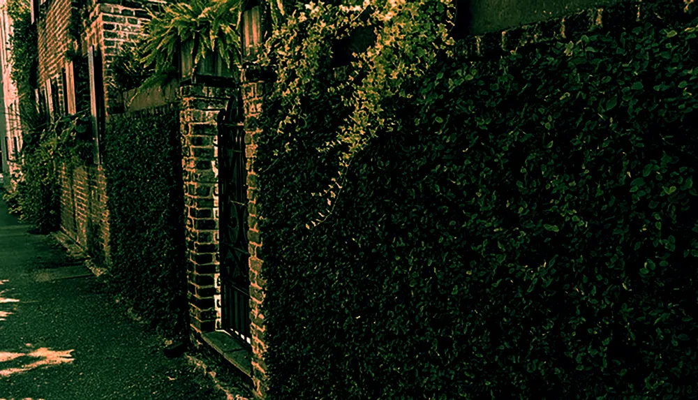 A dark moody alleyway flanked by a lush ivy-covered wall and a brick building evoking a sense of mystery or seclusion