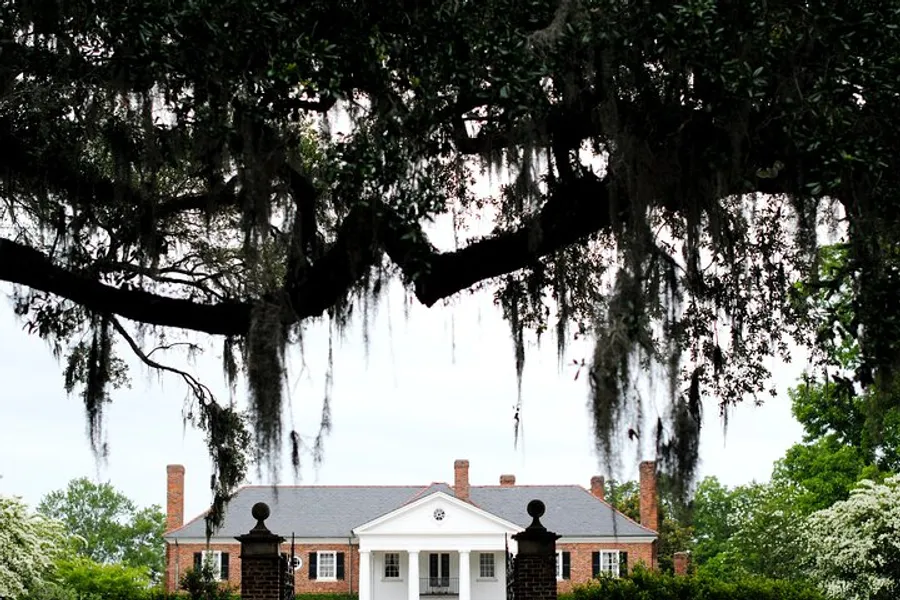 A classic brick house with white trim is framed by the hanging Spanish moss of a majestic oak tree.