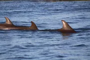 Three dolphin fins protrude from the surface of the water, suggesting the presence of a pod swimming together.
