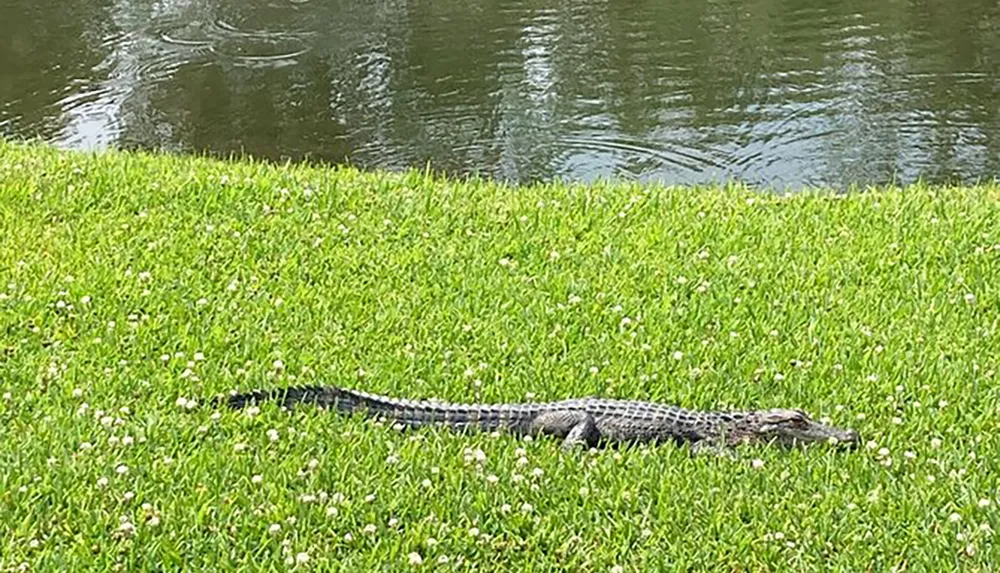 An alligator is basking in the sun on a grassy bank beside a body of water