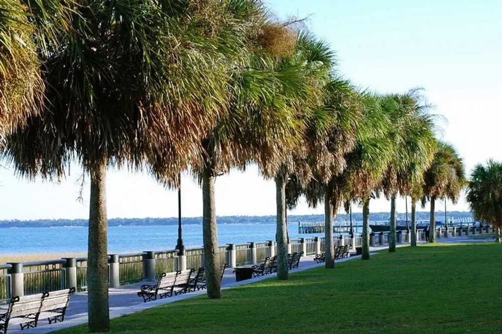 This image shows a line of palm trees along a waterfront promenade with benches and a view of the water