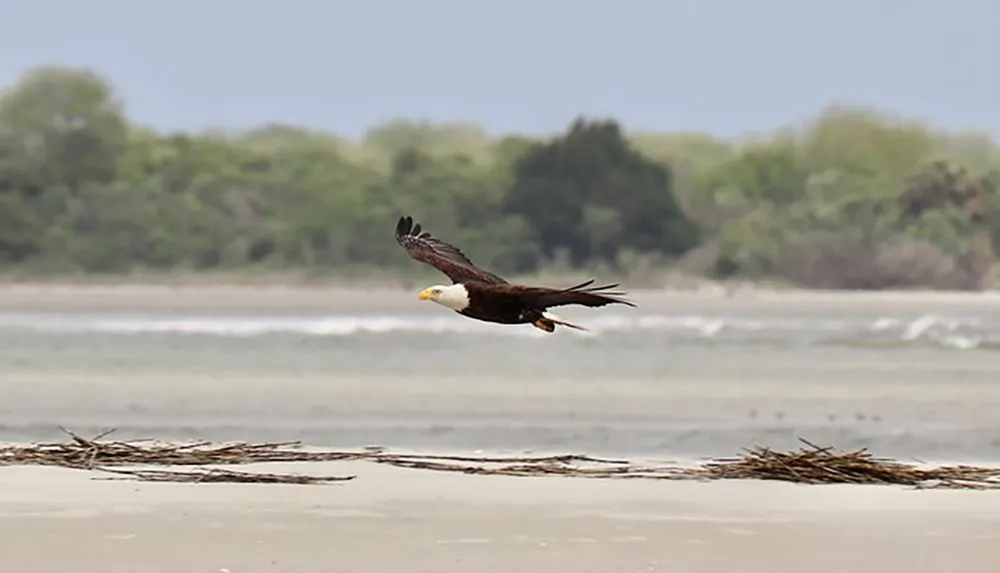 An American bald eagle is soaring low over a sandy beach with vegetation and water in the background