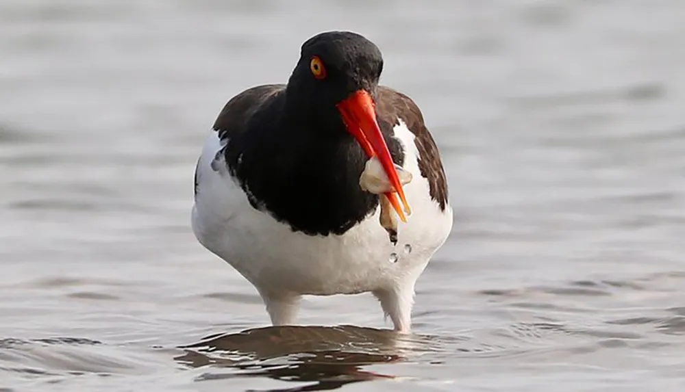 A bird with a bright orange beak stands in shallow water holding a fish in its mouth