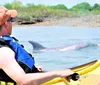 A person in a kayak wearing a life vest looks at a dolphin swimming in the water nearby