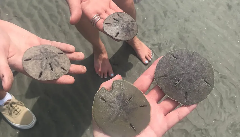 A person is holding several sand dollars in their hands above sandy beach ground with someones feet visible in the background