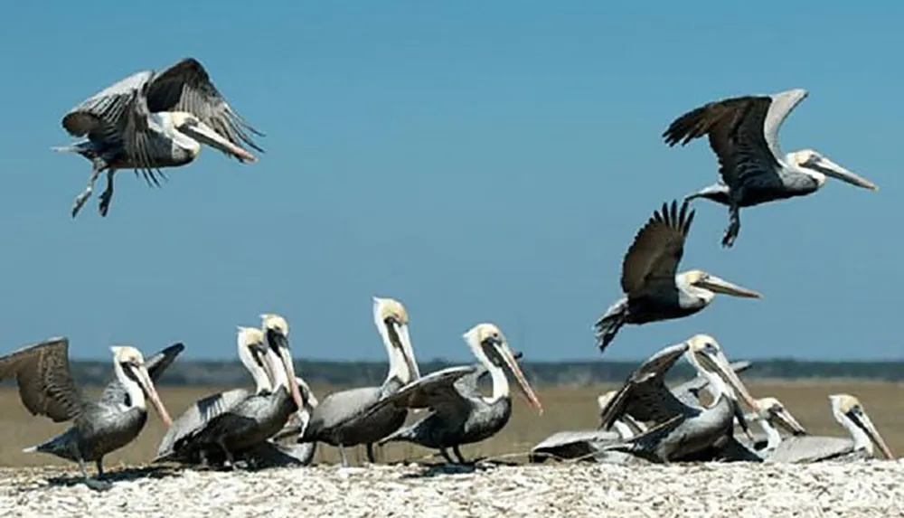 A group of pelicans some in flight and others resting gather on a sandy area near water