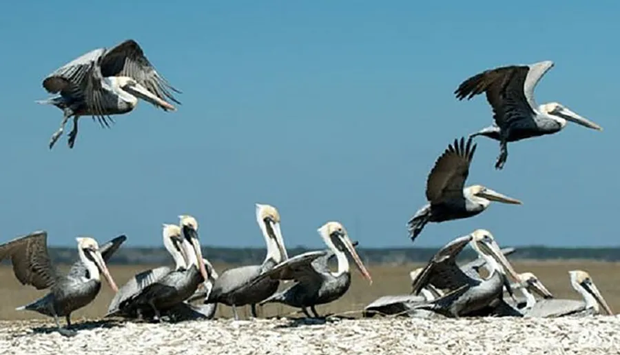 A group of pelicans, some in flight and others resting, gather on a sandy area near water.