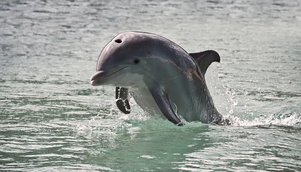 A dolphin is leaping playfully out of the clear turquoise water