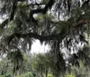 The image captures a serene scene featuring a large tree with Spanish moss draped from its branches overlooking a calm body of water with a small reflection pool in the foreground