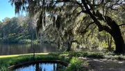 The image captures a serene scene featuring a large tree with Spanish moss draped from its branches, overlooking a calm body of water, with a small reflection pool in the foreground.