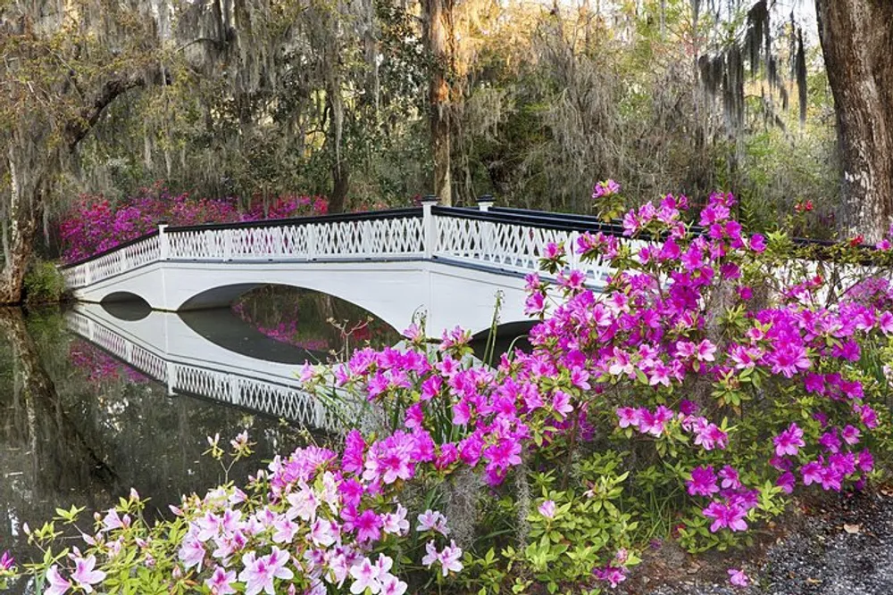 An elegant white bridge spans a calm body of water surrounded by lush pink azaleas and draped Spanish moss creating a serene and picturesque scene