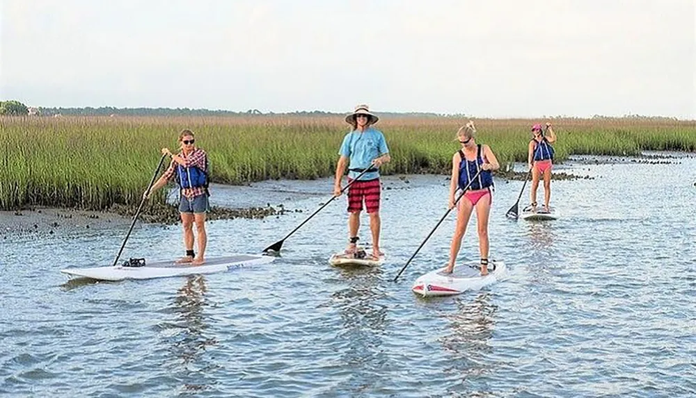 Four individuals are stand-up paddleboarding through calm waters surrounded by marshland