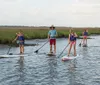 Four people are paddleboarding through a calm waterway surrounded by tall grasses