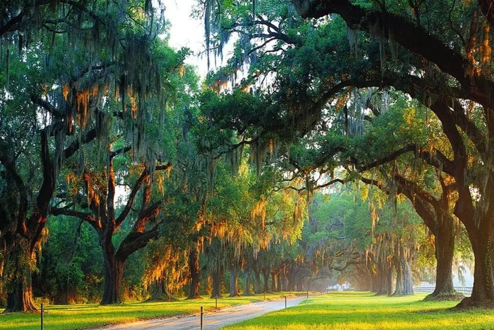 A serene path is lined with majestic oak trees draped with Spanish moss basking in the warm glow of the sunlight filtering through their leaves