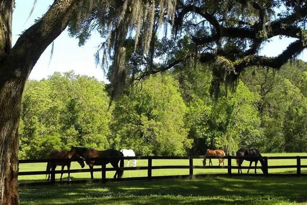 A serene scene of horses grazing behind a wooden fence in a lush green pasture shaded by a large tree with Spanish moss hanging from its branches