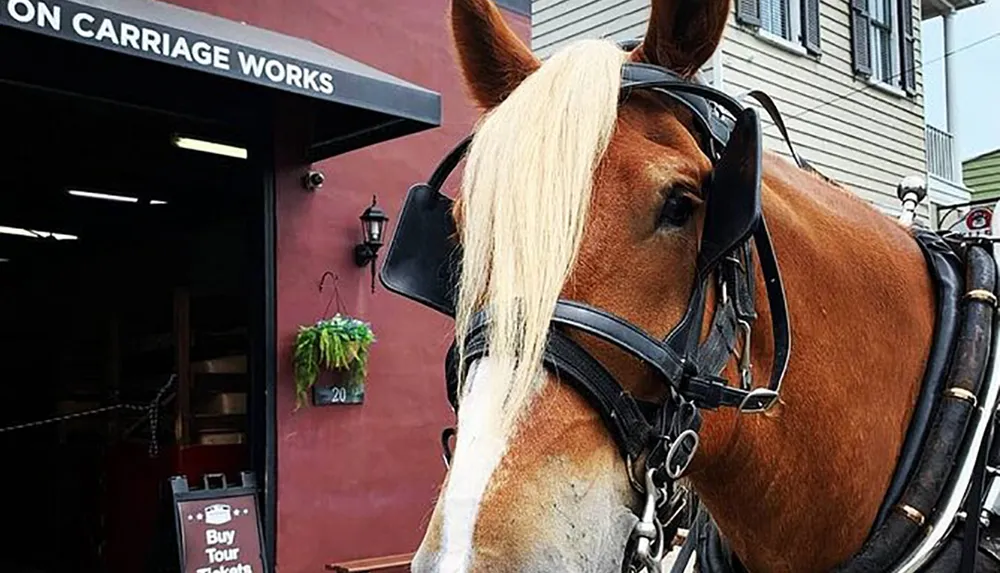 A horse with a blonde mane is harnessed and ready for carriage work outside a building that offers tours