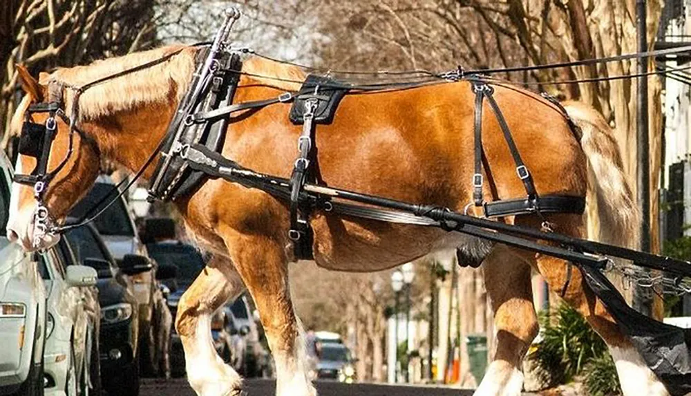 A draft horse is harnessed and ready to pull a carriage evidenced by the harness and traces attaching it to an unseen vehicle