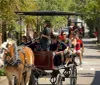A horse-drawn carriage carries passengers down a sunny tree-lined urban street