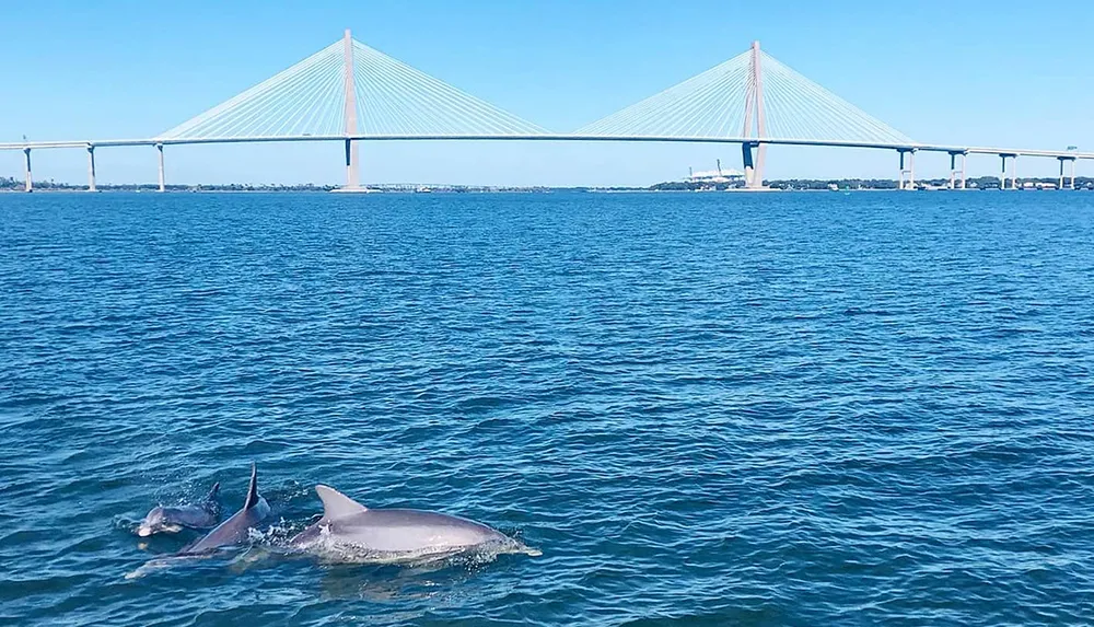Dolphins swim in the foreground with a large cable-stayed bridge spanning the blue waters in the background