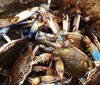 The image shows a heap of blue crabs crowded together in a container