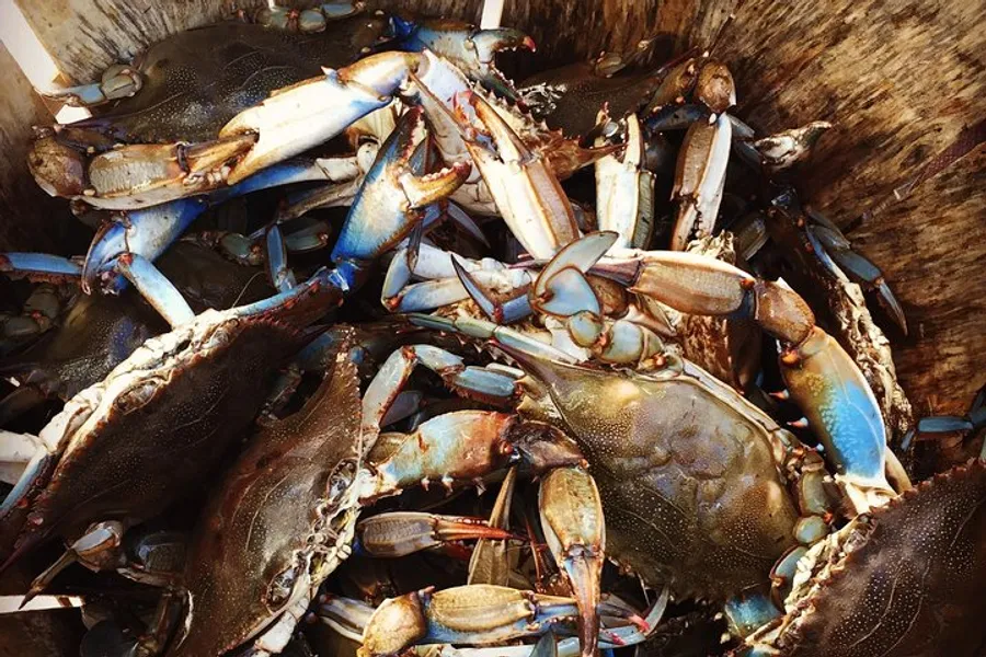 The image shows a heap of blue crabs crowded together in a container.