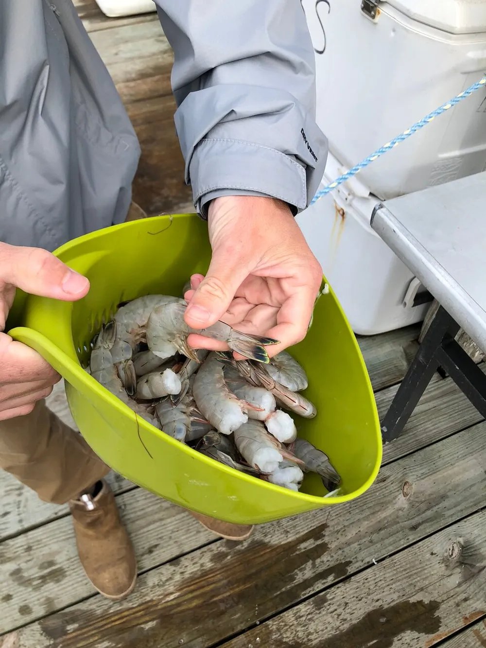 A person is holding a green container full of uncooked shrimps on a wooden dock