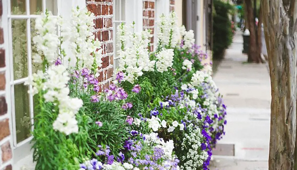 This is an image of a charming sidewalk lined with vibrant white and purple flowers against a backdrop of a red brick wall with white-framed windows