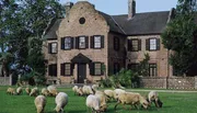 A flock of sheep is grazing on the lawn in front of a large, two-story brick house with a distinct architectural style.