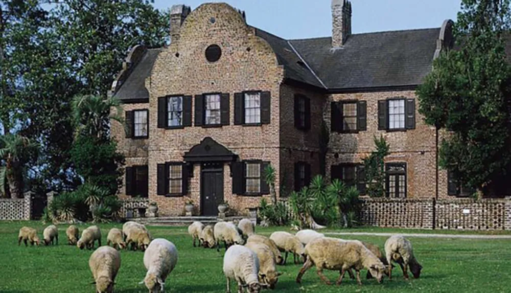 A flock of sheep is grazing on the lawn in front of a large two-story brick house with a distinct architectural style