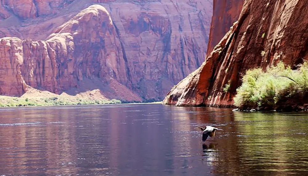 The image shows a bird flying just above the water with majestic red rock cliffs and greenery in the background