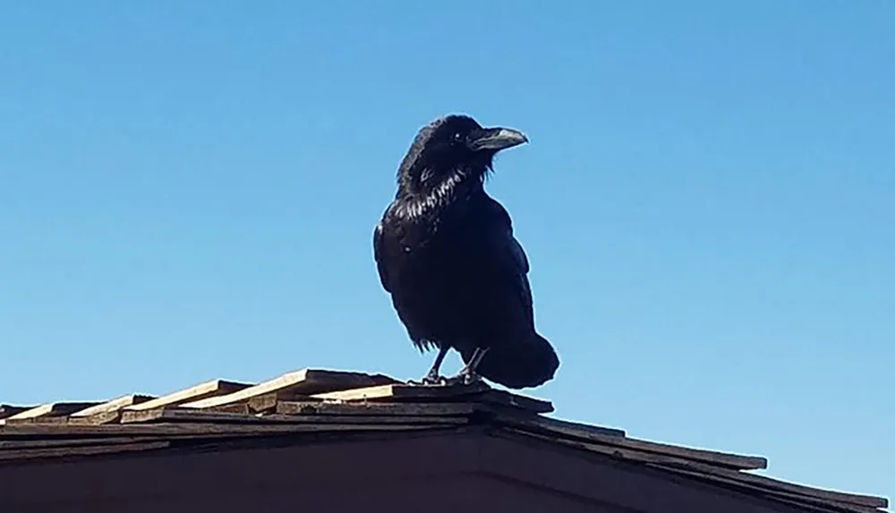 A raven is perched at the edge of a rooftop against a clear blue sky