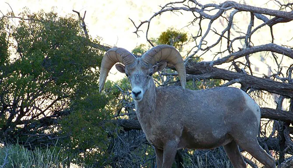 A bighorn sheep with impressive curled horns stands in a scrubland environment