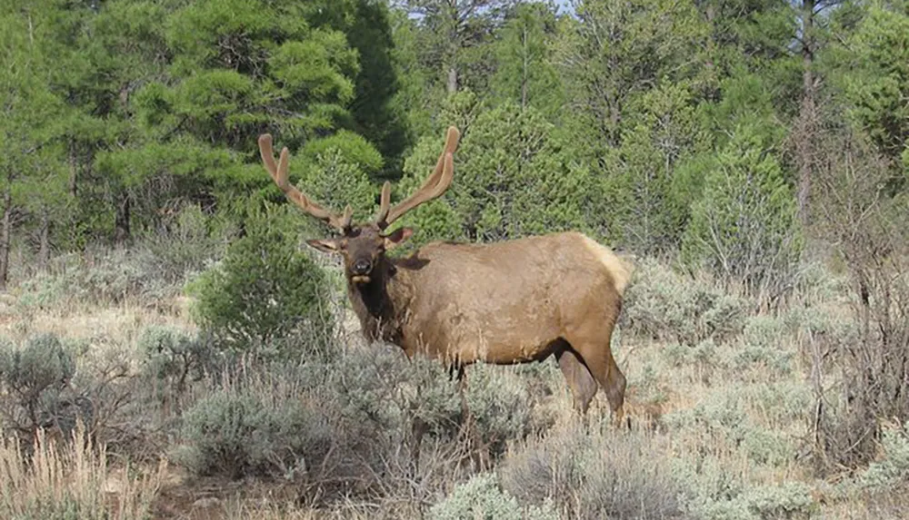A large elk with velvety antlers stands in a grassy field with pine trees in the background