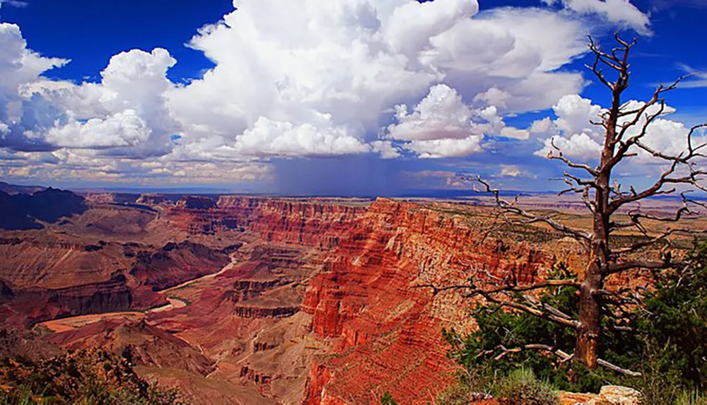 The image captures the vast and colorful expanse of the Grand Canyon under a dramatic sky accentuated by a towering cumulus cloud and a lone withered tree in the foreground