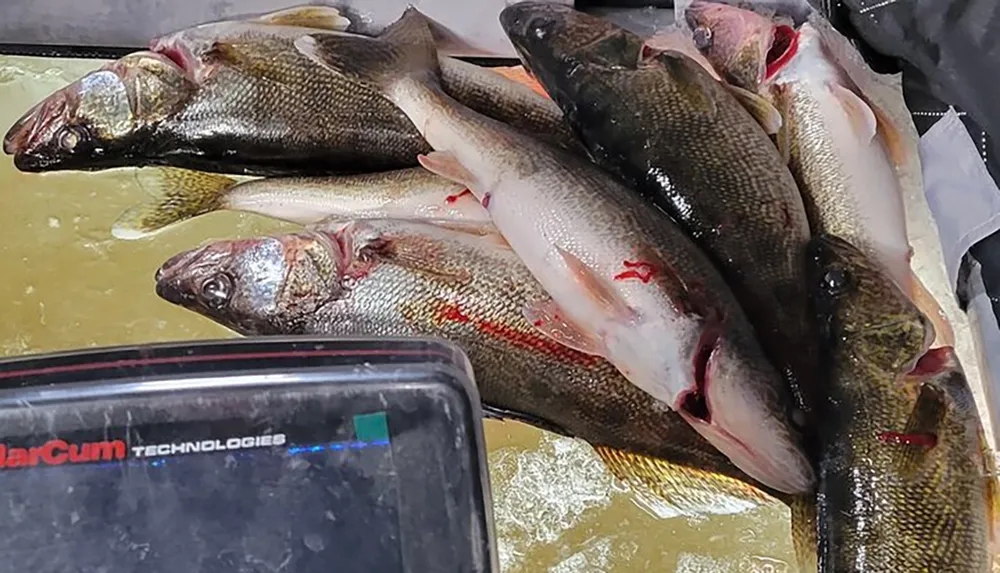 The image shows several freshly caught fish lying on a surface covered with ice indicative of a successful fishing trip