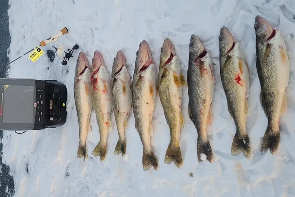 A collection of eight freshly caught fish are lined up on the ice next to an ice auger and a portable sonar fishfinding device indicating a successful ice fishing trip