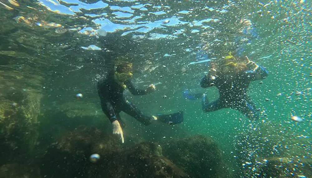 Two people are snorkeling in clear water exploring underwater life