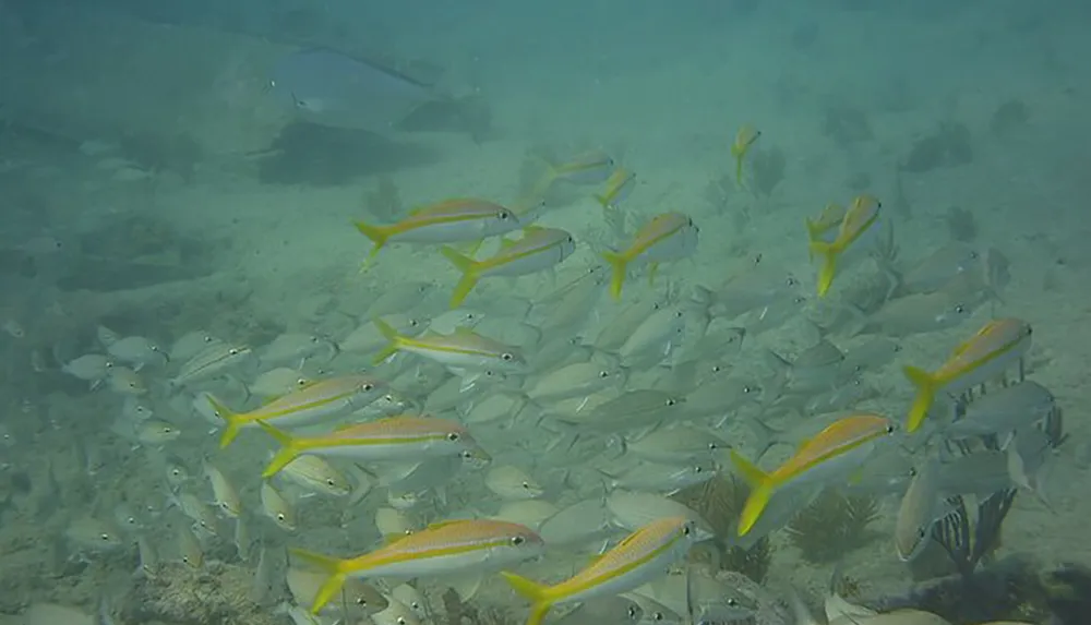 A shoal of various tropical fish swims together over a sandy ocean floor with some displaying bright yellow stripes and others blending into the marine backdrop