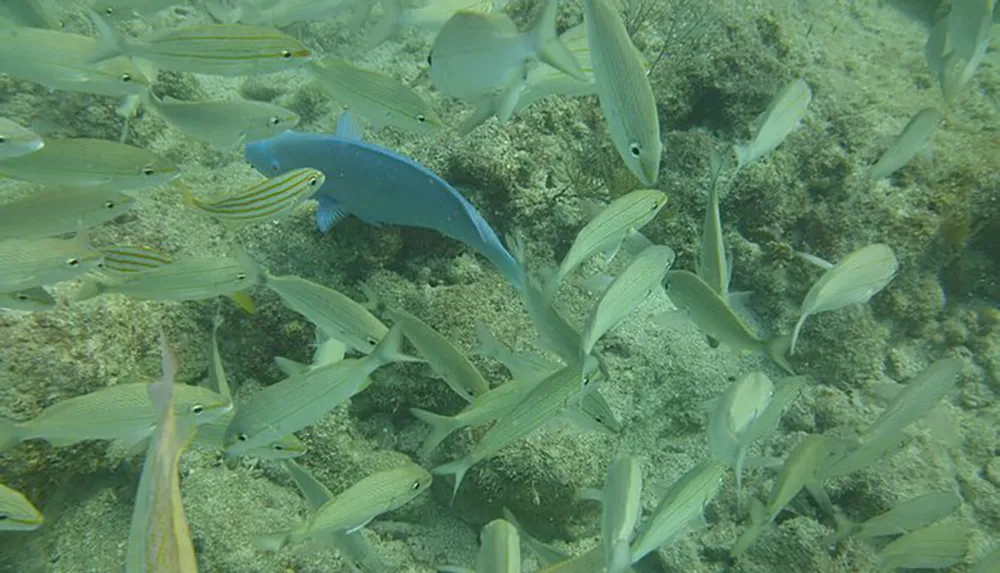 A blue fish swims among a school of yellow-striped fish above a seabed