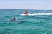 A person is riding a jet ski on the ocean, closely accompanied by a dolphin, while another jet ski is in the distance.