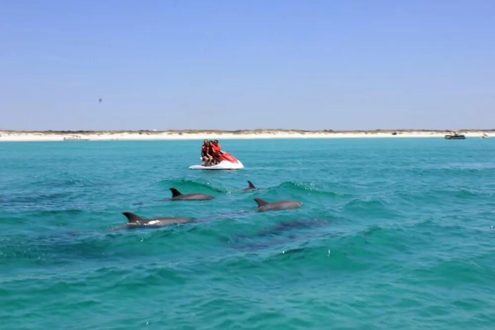 Two individuals on a jet ski are watching a pod of dolphins swimming in clear blue water near a sandy beach