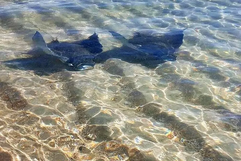 The image shows a pair of stingrays swimming close to the sandy bottom in clear shallow water