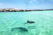 A dolphin is swimming in clear turquoise waters near a rocky breakwater under a partly cloudy sky.
