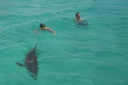 Two people are swimming in clear turquoise water near a large shark.