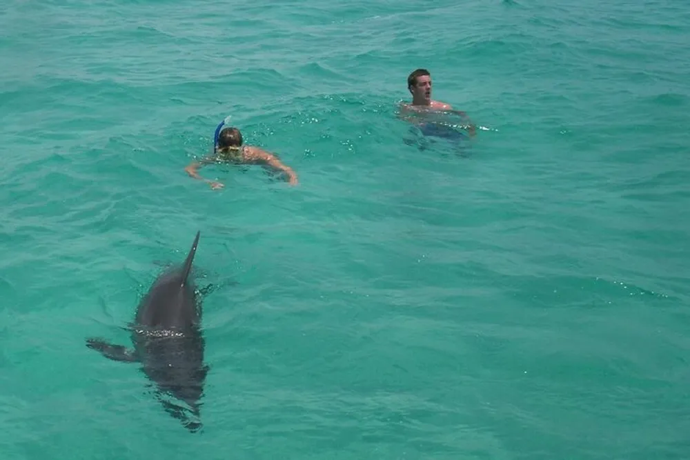 Two people are swimming in clear turquoise water near a large shark