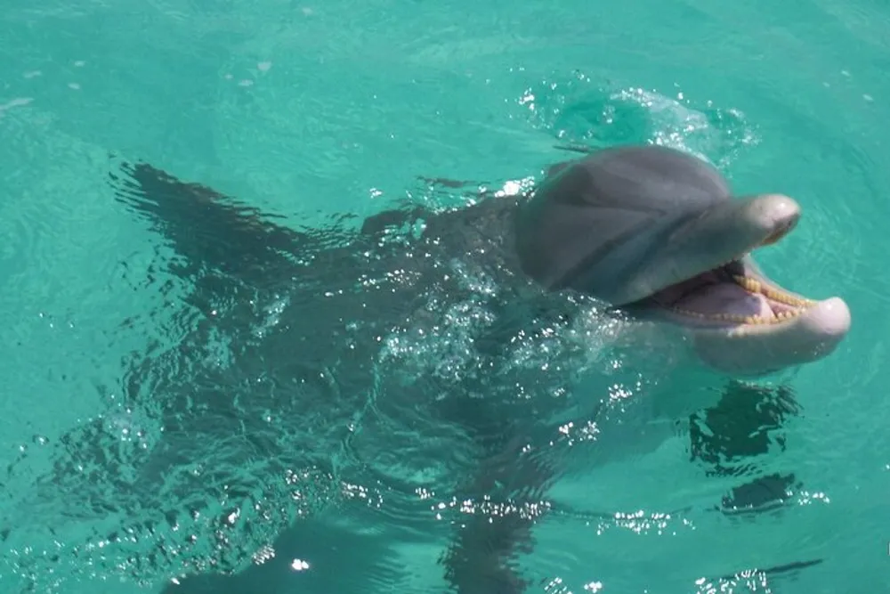 A dolphin is peeking its head out of the turquoise water mouth open possibly interacting with someone or being fed