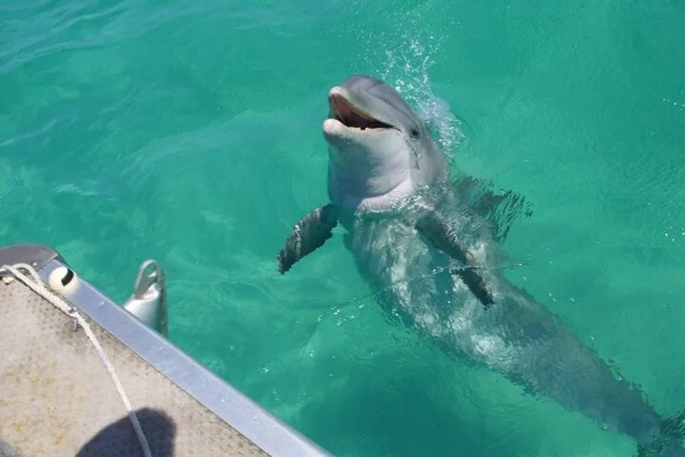 A dolphin is poking its head out of the turquoise water near the side of a boat appearing to smile